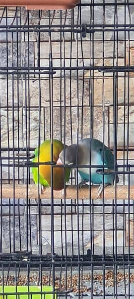 Love bird pair with cage 5