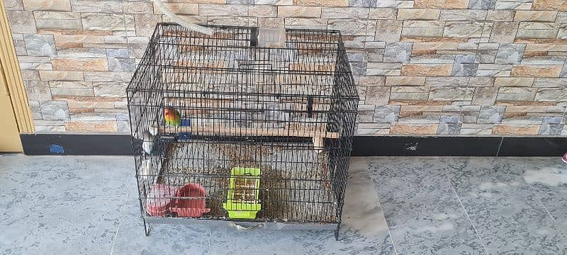 Love bird pair with cage 7