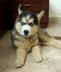 Siberian Husky Puppy - 2 months old (Vaccinated)