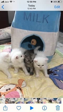 Pure PERSIAN Triple Coated Male Kitten Available for Sale