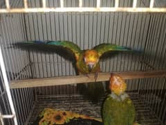 Sunconure