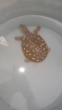 turtle for sale