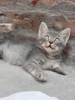 Persian Grey Kitten