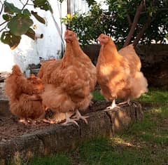 Buff Orpington hens