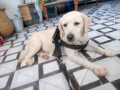 Labra Female For sale. 03335224374