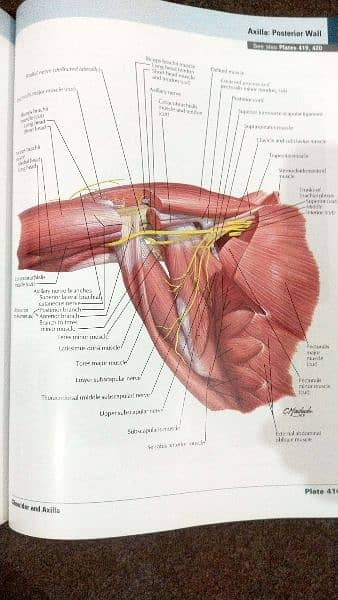 Original Netter's Atlas of Human Anatomy 1