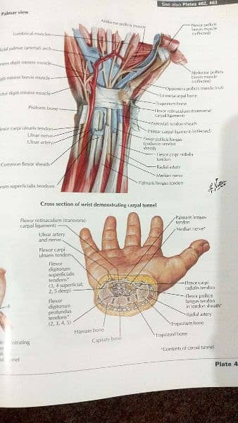 Original Netter's Atlas of Human Anatomy 2