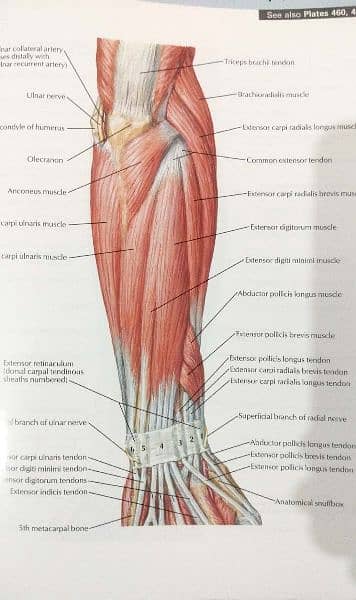 Original Netter's Atlas of Human Anatomy 3