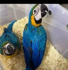 blue Macau parrot chicks for sale good looking WhatsApp 03351695560