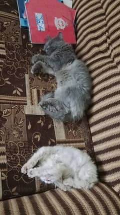 Persian kittens available triple coat