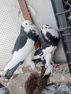 breeder pair magpie