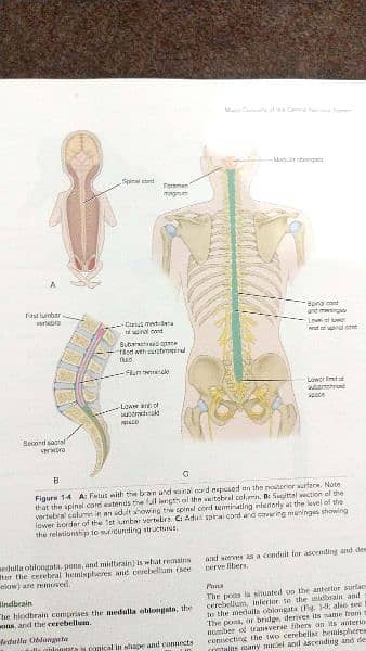 Original Snell's Clinical NEUROANATOMY 1