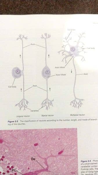 Original Snell's Clinical NEUROANATOMY 2