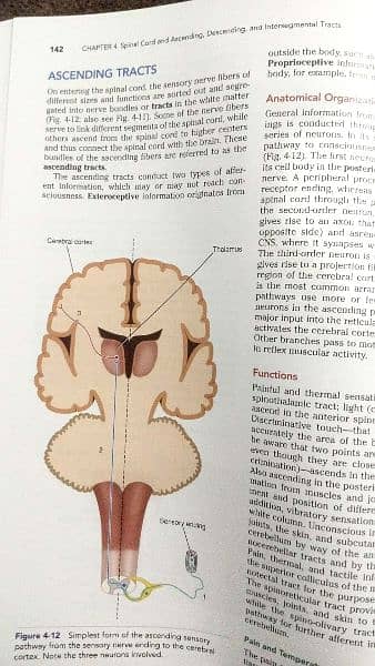 Original Snell's Clinical NEUROANATOMY 3