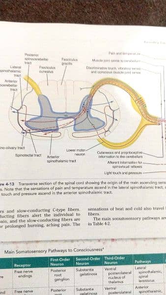 Original Snell's Clinical NEUROANATOMY 4