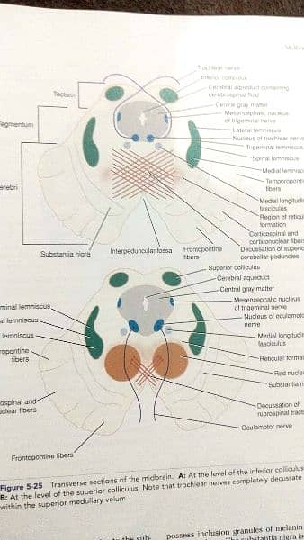 Original Snell's Clinical NEUROANATOMY 5