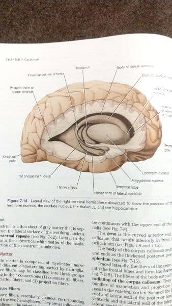 Original Snell's Clinical NEUROANATOMY 6