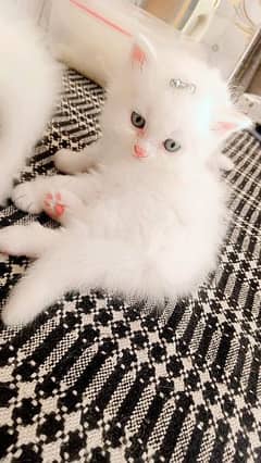 persian cat for sale