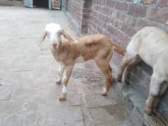 2 Female Goat baby for sale