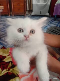 persian kittens For sale