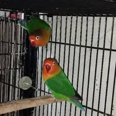 love birds Fisher breeder pair