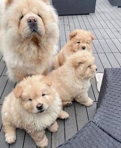 chow chow male
