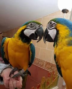 blue macaw chicks for sale available WhatsApp 0330*7629*885
