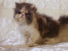 Persian cat piki face