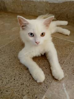 white female Persian cat