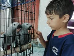 African Grey Parrot chicks tamed CAG Parrots Talking  Grey Parrot