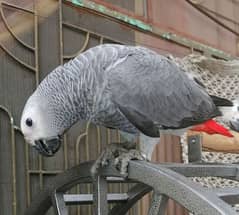 African Grey Parrot chicks tamed CAG Parrots Talking  Grey Parrot