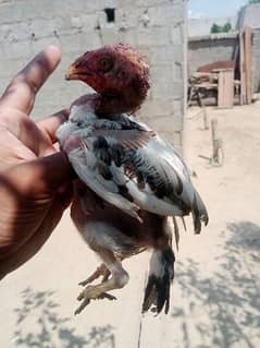 Pure sindi aseel chick for sale age 4 months video available