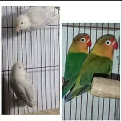 love bird pairs