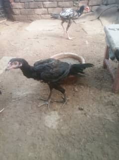 ASEEL SHAMO CROOS CHIKS FOR SALE
