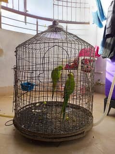 bird's cage big size