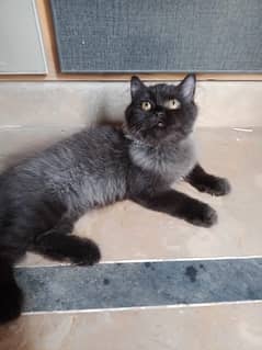 Persion black kitten