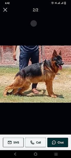 German Shepherd available for stud service