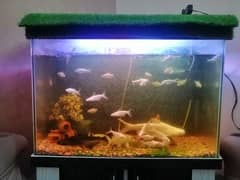 Aquarium With Fishes