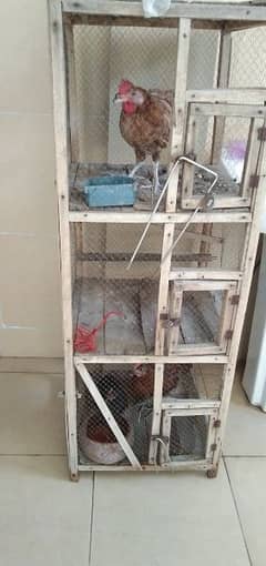 one cage and 3 murge