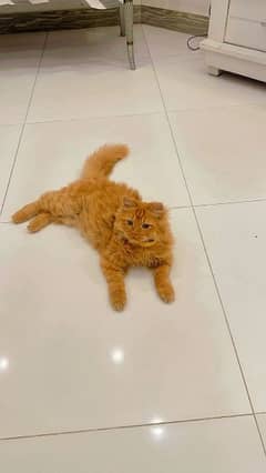 Persian dollface male cat
