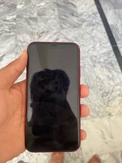 iphone xr 128 gb non pta red colour for sale