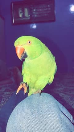 Green Parrot 5 month baby