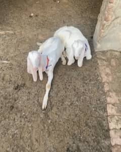 Rajanpuri bakra Bakri