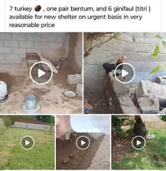 turkey birds, ginifaul (Titri) and bentum for sale
