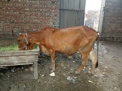 cow( Caras shaiwalan)