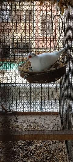 daimond pied dove silver java albino red eye