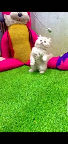Persian kittens triple coat for sale 0288426681whatsap contact only