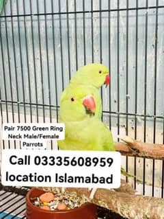 Pair 7500 Green Ring Neck Male/Female Parrot's Jumbo Size