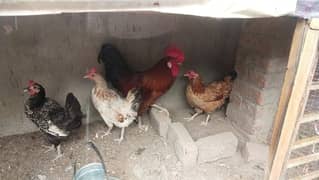 desi hen for sale 03014433120