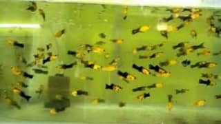 3 weeks old molly fish fry for cheap and snails